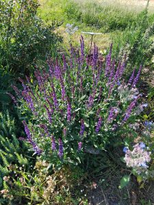 IMG_20250517_095145