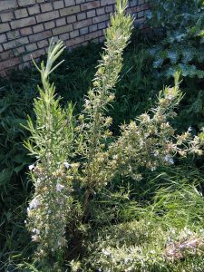 IMG_20250517_095223