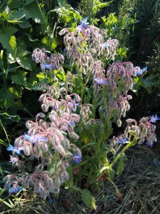 IMG_20250517_095233
