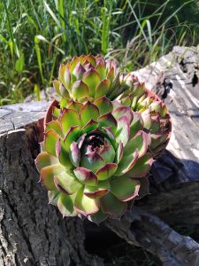 IMG_20250517_095313