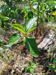 IMG_20250517_095328