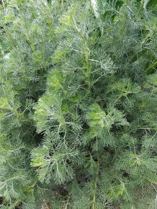 IMG_20250517_111446